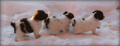 Photo of the day, showing the three cute papillon puppies (five weeks old) from Kennel Anthems